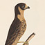 Lunated Falcon