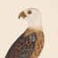 Pacific Falcon