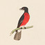 Crimson-breasted Warbler