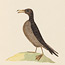 Fuliginous or Norfolk Island Petrel, or Mutton Bird