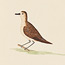 Brown Plover
