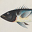 Volume 04: Zoology of N. [New] Holland etc., 31 watercolours of fish and 113 watercolours of birds