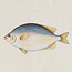Volume 04: Zoology of N. [New] Holland etc., 31 watercolours of fish and 113 watercolours of birds