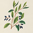 Volume 05: Drawings of plants of New South Wales, approximately 259 botanical watercolours