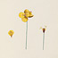 Volume 05: Drawings of plants of New South Wales, approximately 259 botanical watercolours