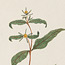 Volume 06: Drawings of plants from New South Wales, 113 botanical watercolours