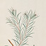 Volume 06: Drawings of plants from New South Wales, 113 botanical watercolours