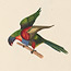 Red-breasted or Blue-bellied Parrot