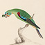 Red-shouldered Parrot